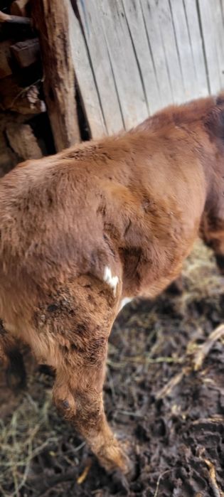 Vacă   cu vițea bălțată