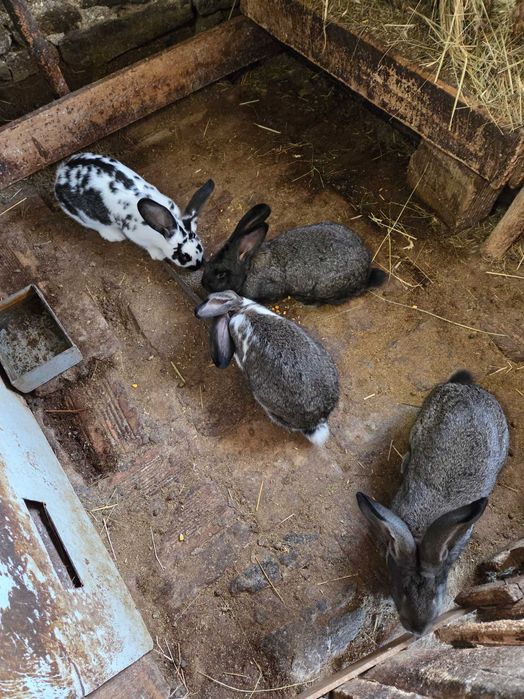 Зайци на 6 месеца