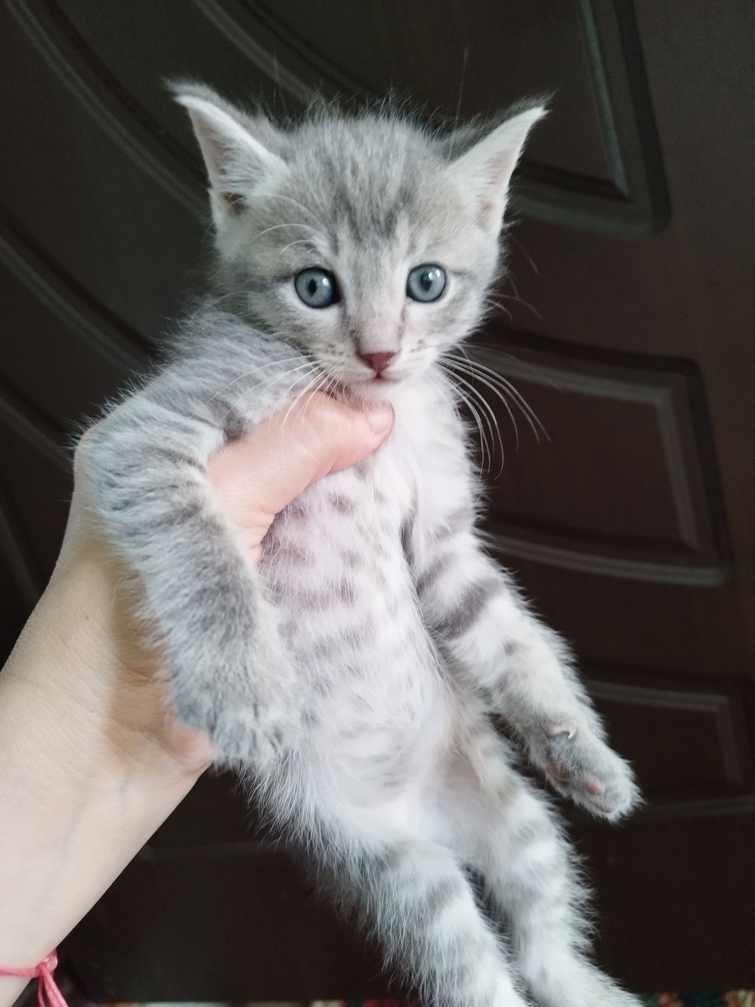 Скоттиш страйт Киз ва Угил