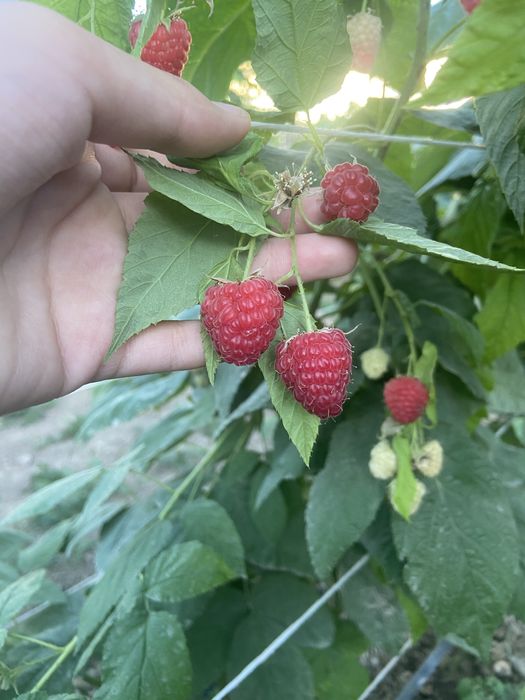 Malina mevasi svejiy