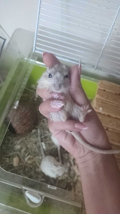 Подарявам джербили