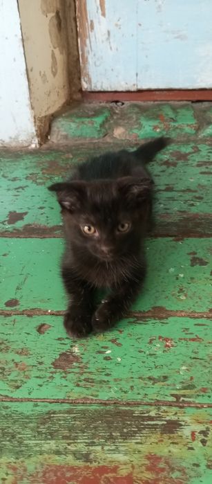 Продаются домашние котята