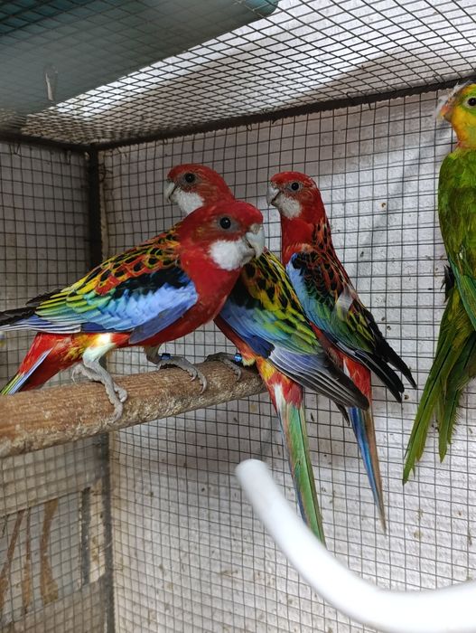 Коледна промоция на папагали