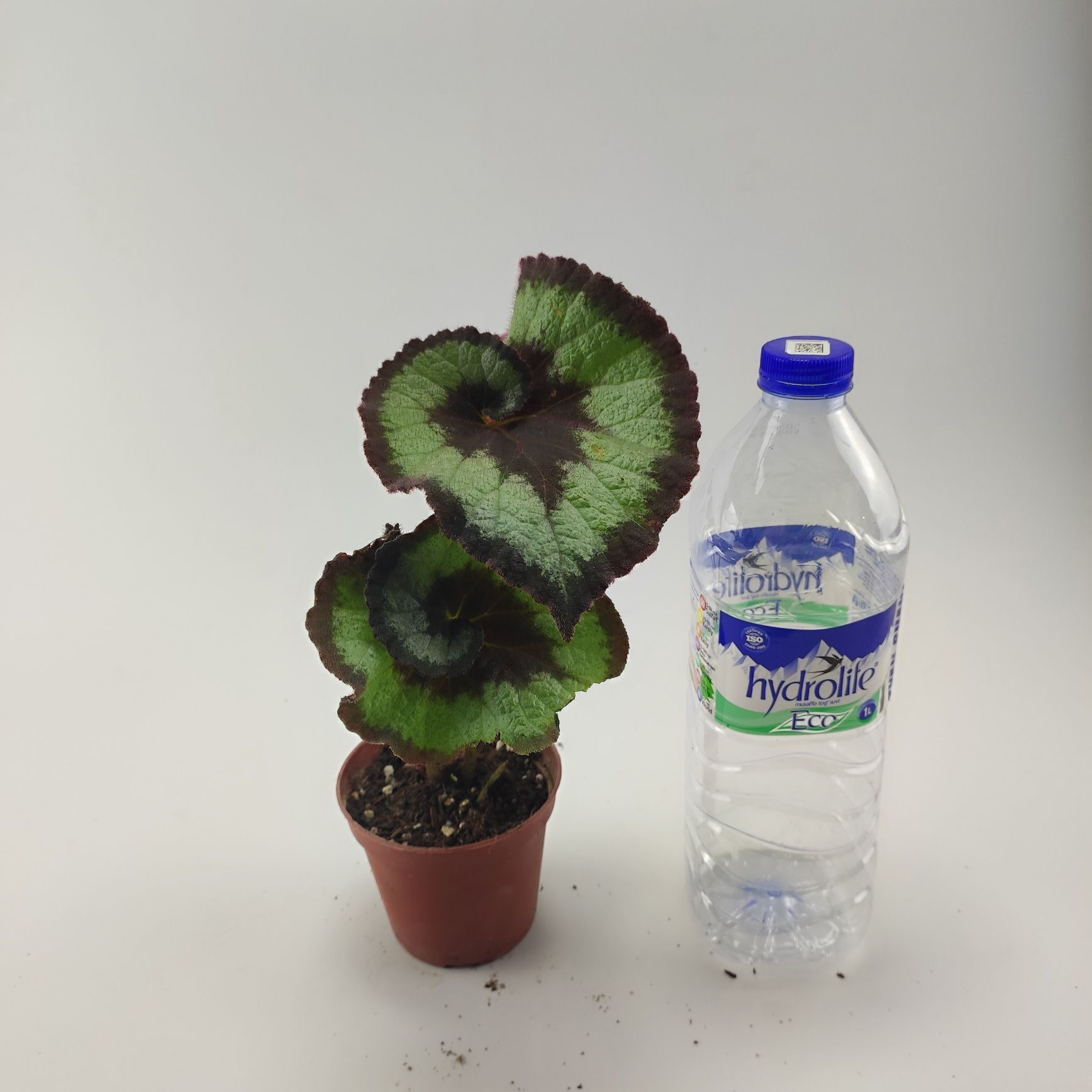 Karaleveskiy begonia detkalari