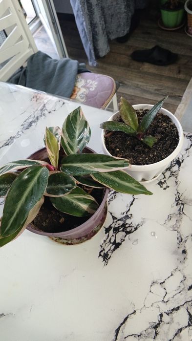 Продам! Традесканция Рео и Строманта