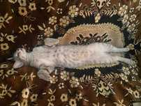 отдам кошку в добрые руки