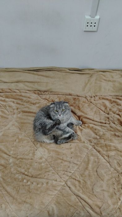 Mushuk sotiladi  heyland fold