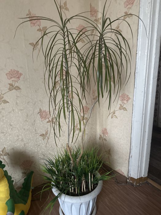 Комнатное растение драцена