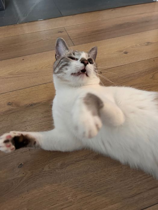 Cat sitter Constanța