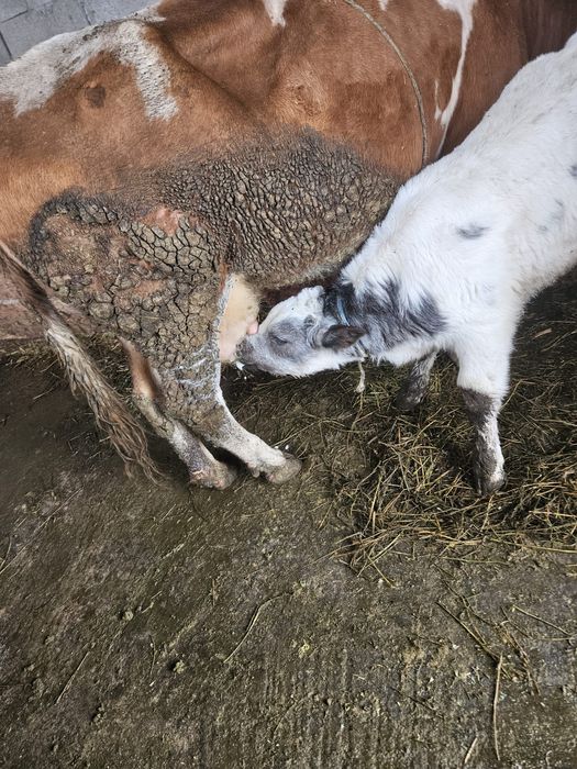 Vând vacă cu vitel