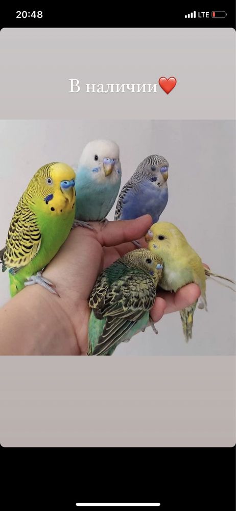 Попугаи волнистые малыши в зоомагазине «Живая Природа»
