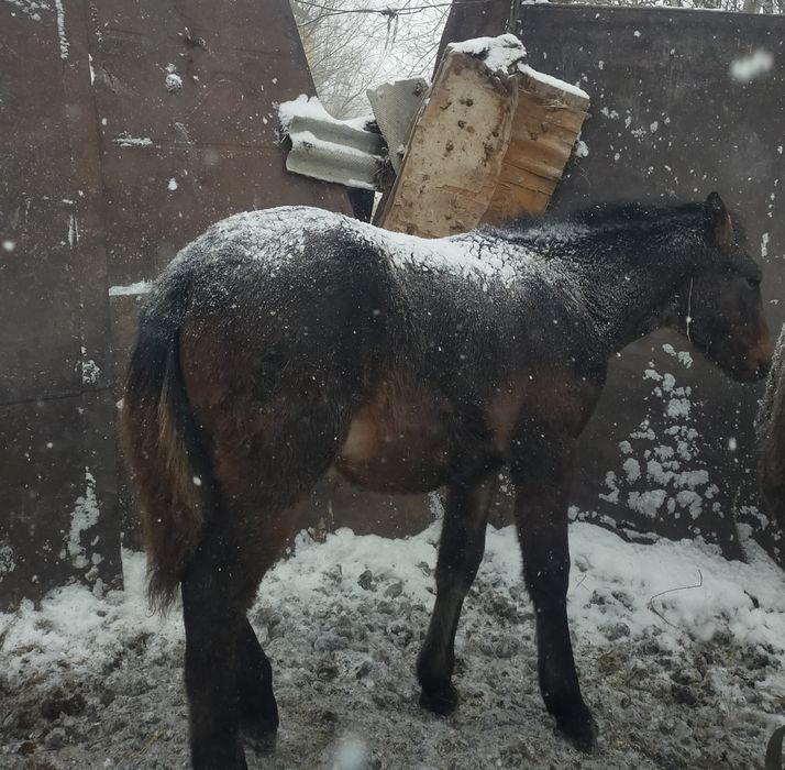 Бір жасар тай сатылады бағасы келісімді
