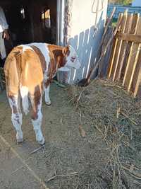 Vaci și vitei baltata Romaneasca