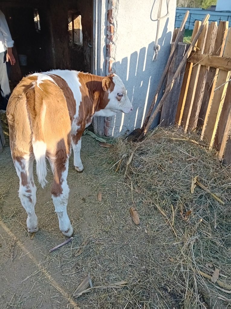 Vaci și vitei baltata Romaneasca