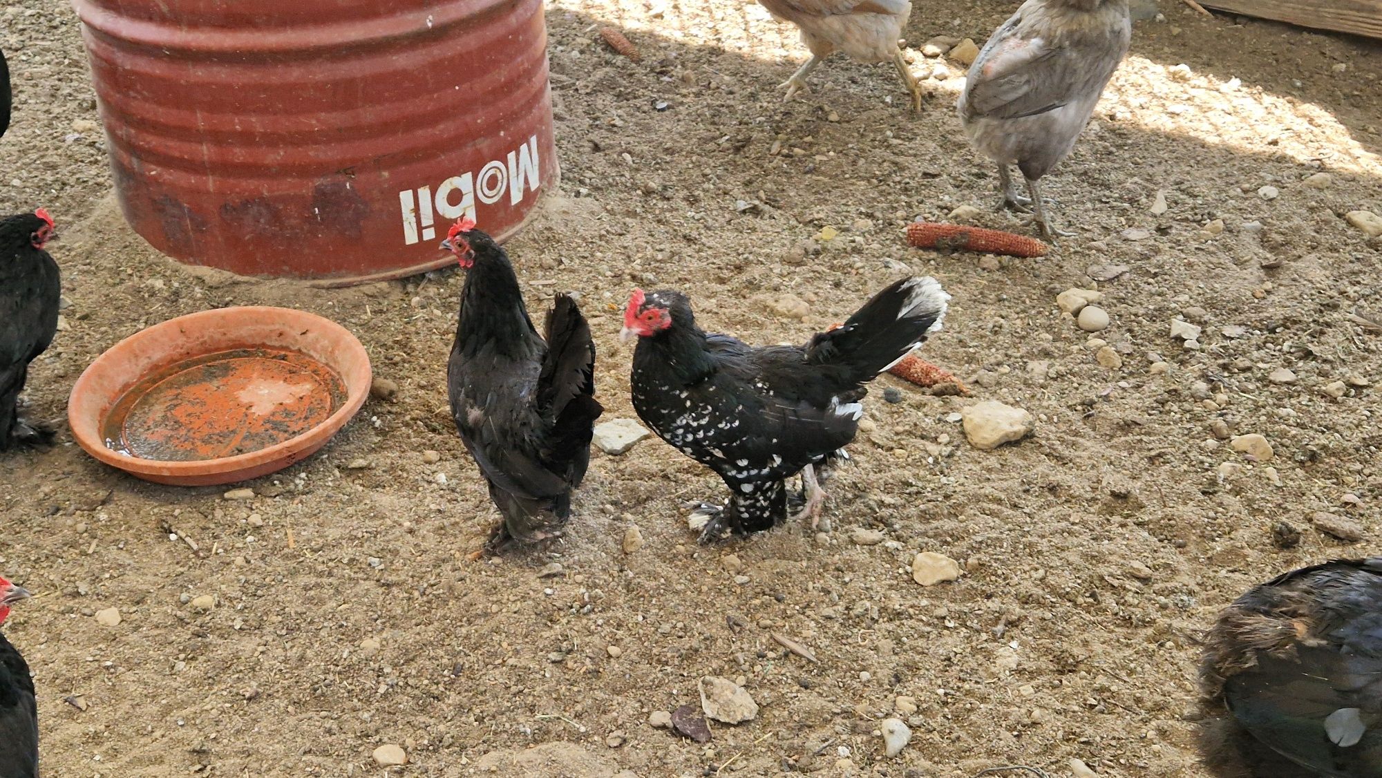 Vand familii gaini araucana și mii de flori