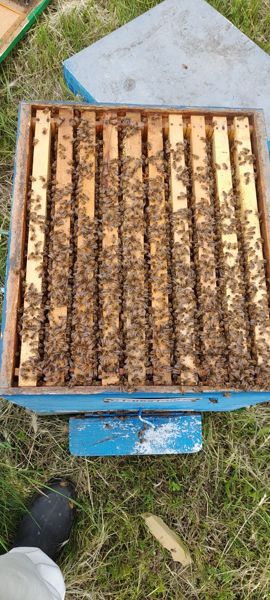 Familii albine foarte productive