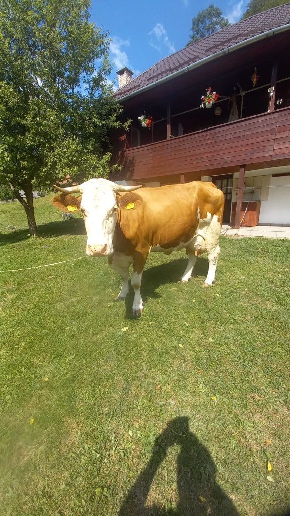 Vaca de 6 ani cu 2 vitei gemeni