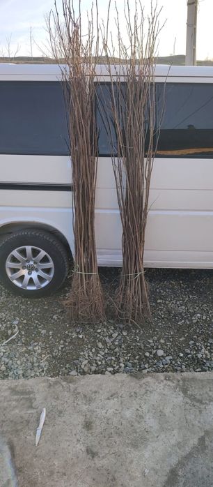 puieți de salcâm pentru împădurirea terenurilor degradate, agricole