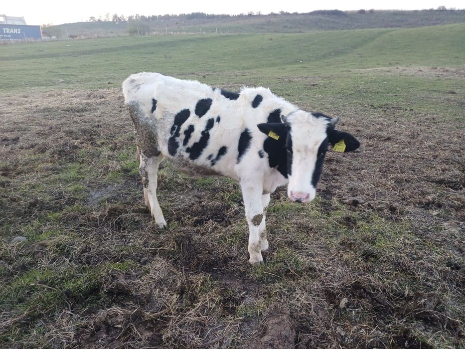 Vând 8 junici cu vârsta cuprinsa între 5 luni și un an