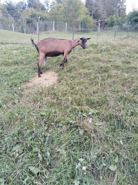 De vanzare capra alpina franceză