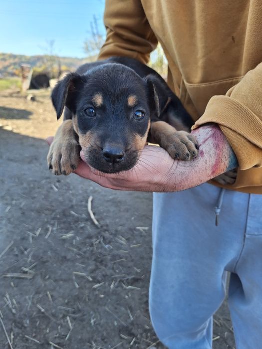 Catelusi spre adopție
