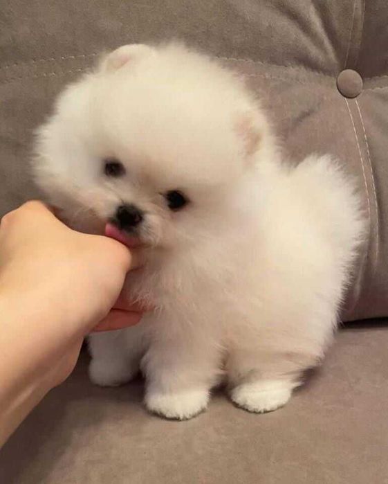 Pui Pomeranian talie mica