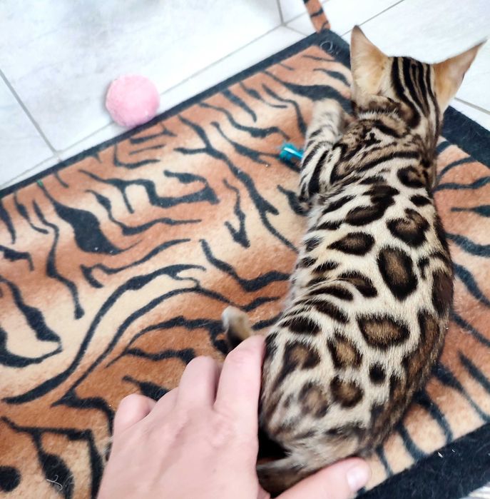 Femela bengal cu pedigree,felisa autorizata