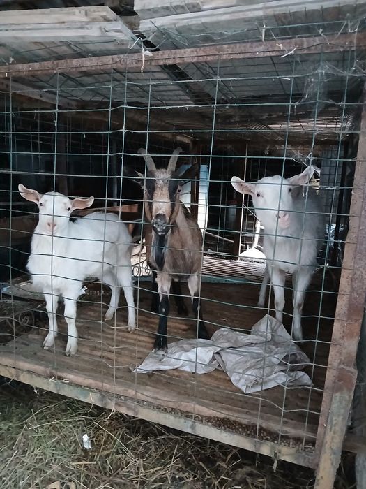 echkilar tezda va arzon sotiladi sut beradi