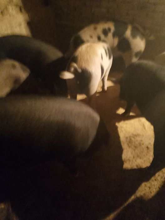 Прасета по 100-120кг