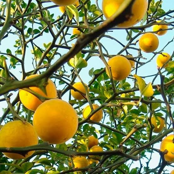 Lamai De Gradina Trifoliat