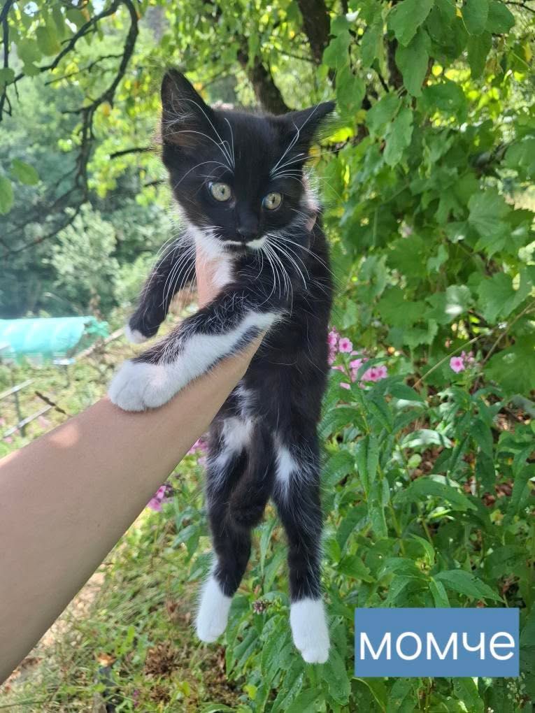 Подарявам котенца