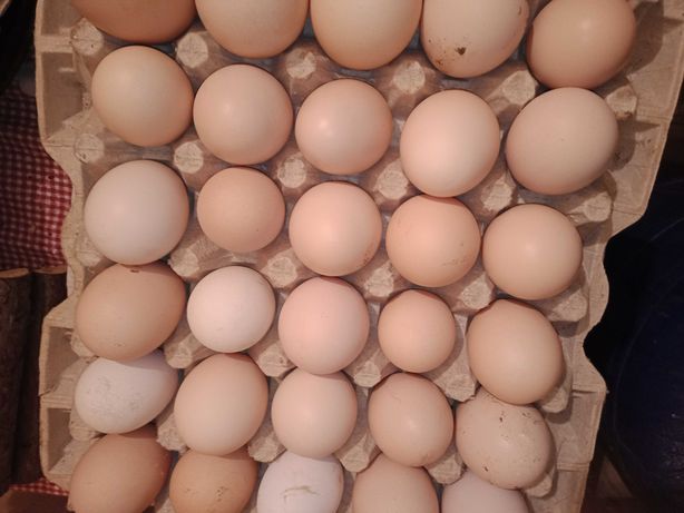 Oua bio de tara
Preț 0.70 bani