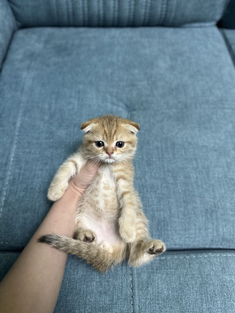 Продаетса скоттиш фолд