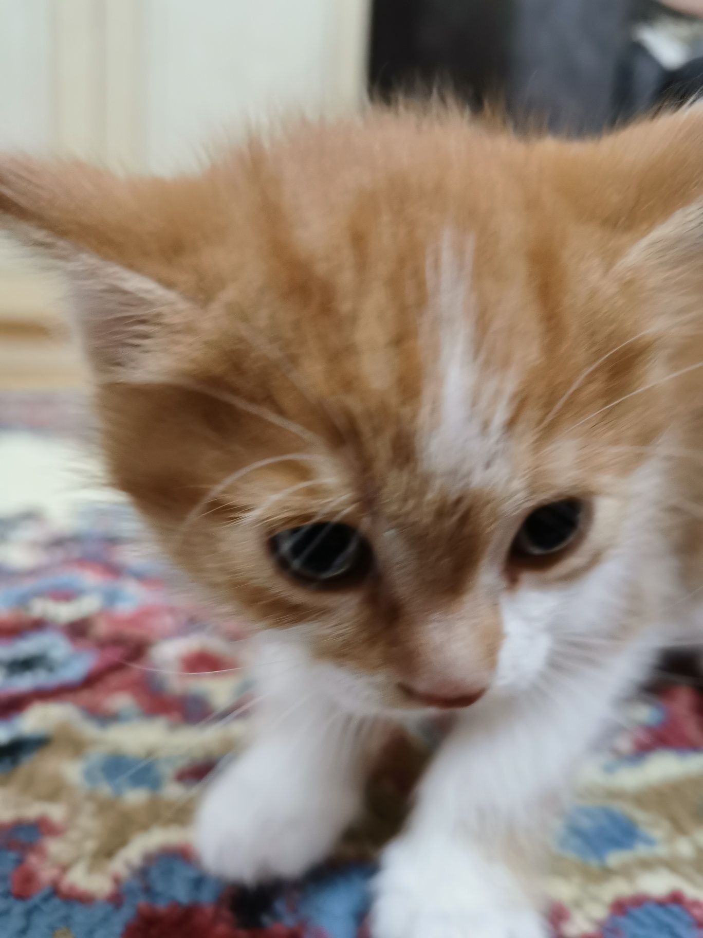 Котята в хорошие руки