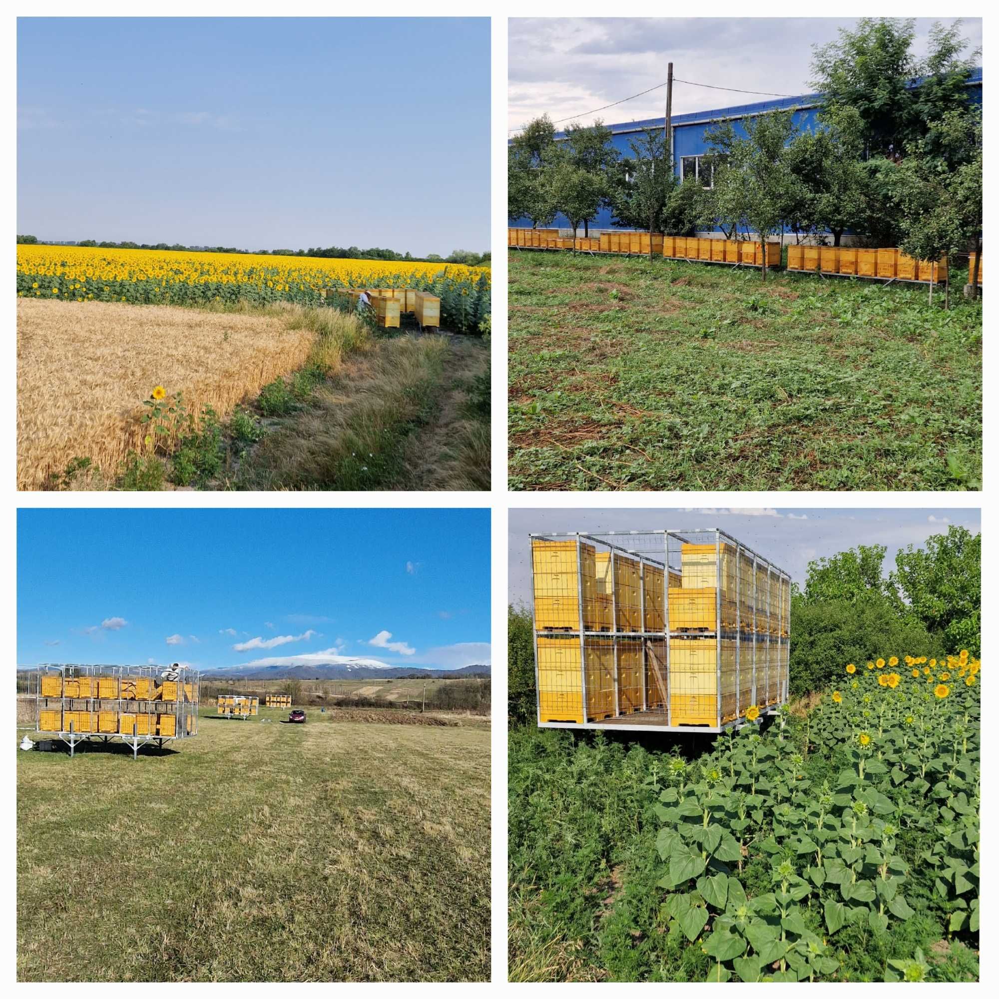 Vând stupină din 2022