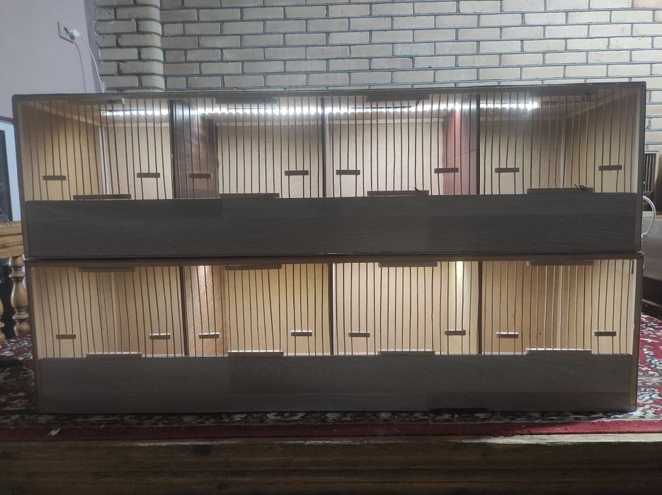 Italiya bedona makiyonlari uchun qafaslar sotiladi