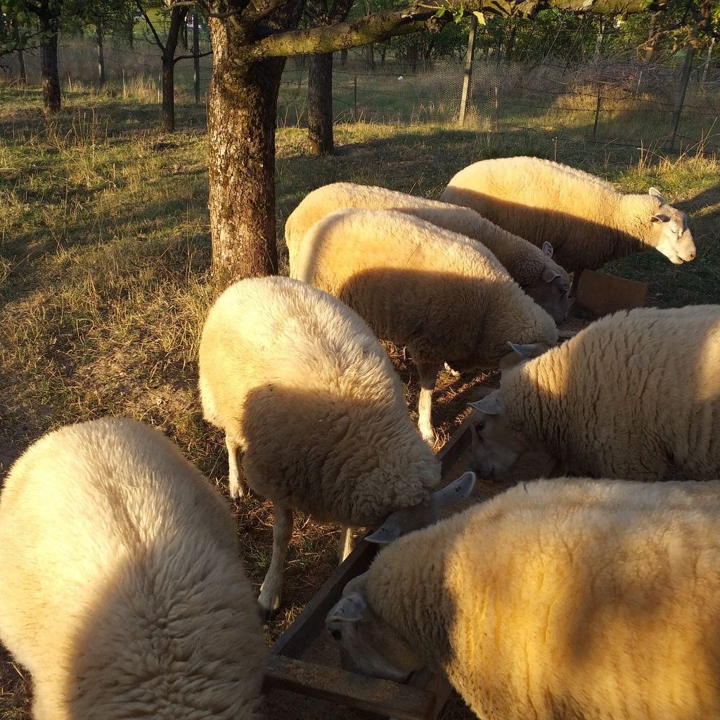 Oi si berbeci Rasa Texel