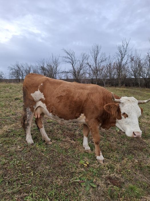 Vacă de vânzare 10-12 ani