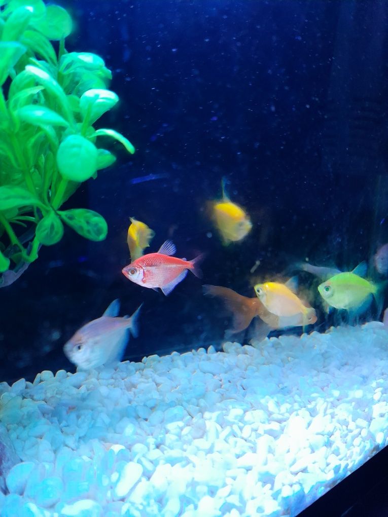 Akvarium baliqlari bilan