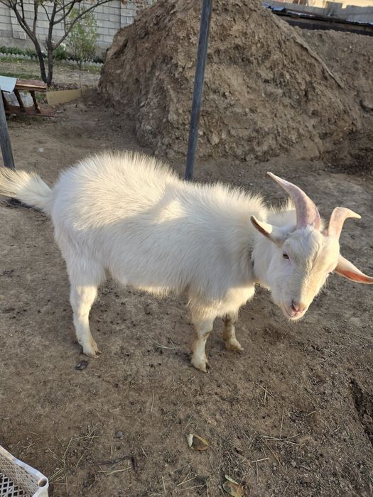 Ешкі сатылады!!!