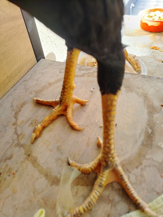 Тоза ветнам зотлар сотилади