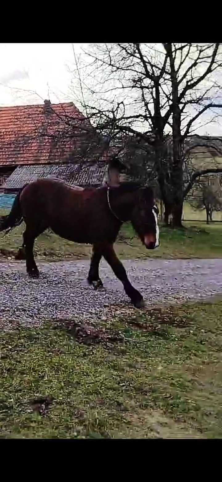 Vând armăsar ardenez, categoria grea; un an jumătate