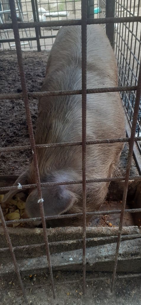 Vând vițel crescut natural