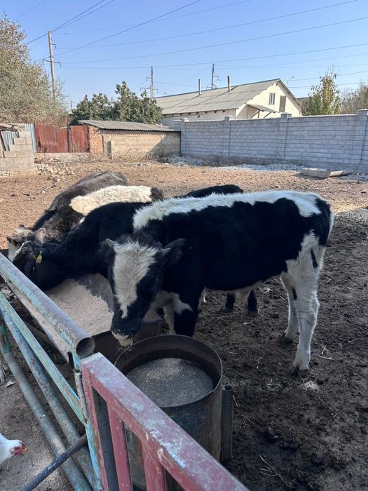 Бұзау сатылады жаксы бағада келісімді