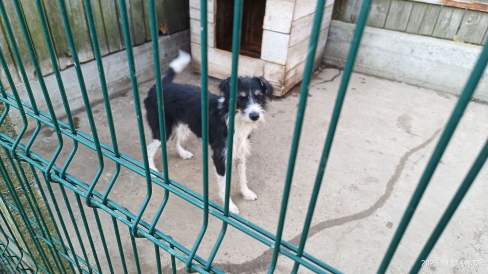 Cățel spre adopție
