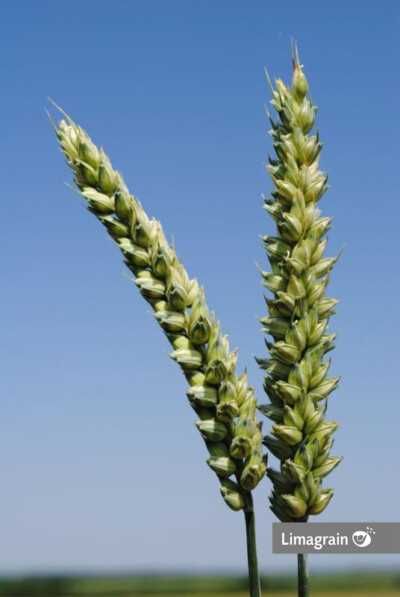 Vand samanta de grau AVENUE C1 tratata si selectata