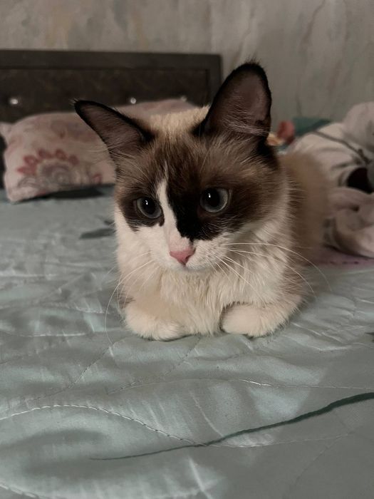 Mushukcha sotiladi zoti siyamski qornida boladi bor qornida siyam otas