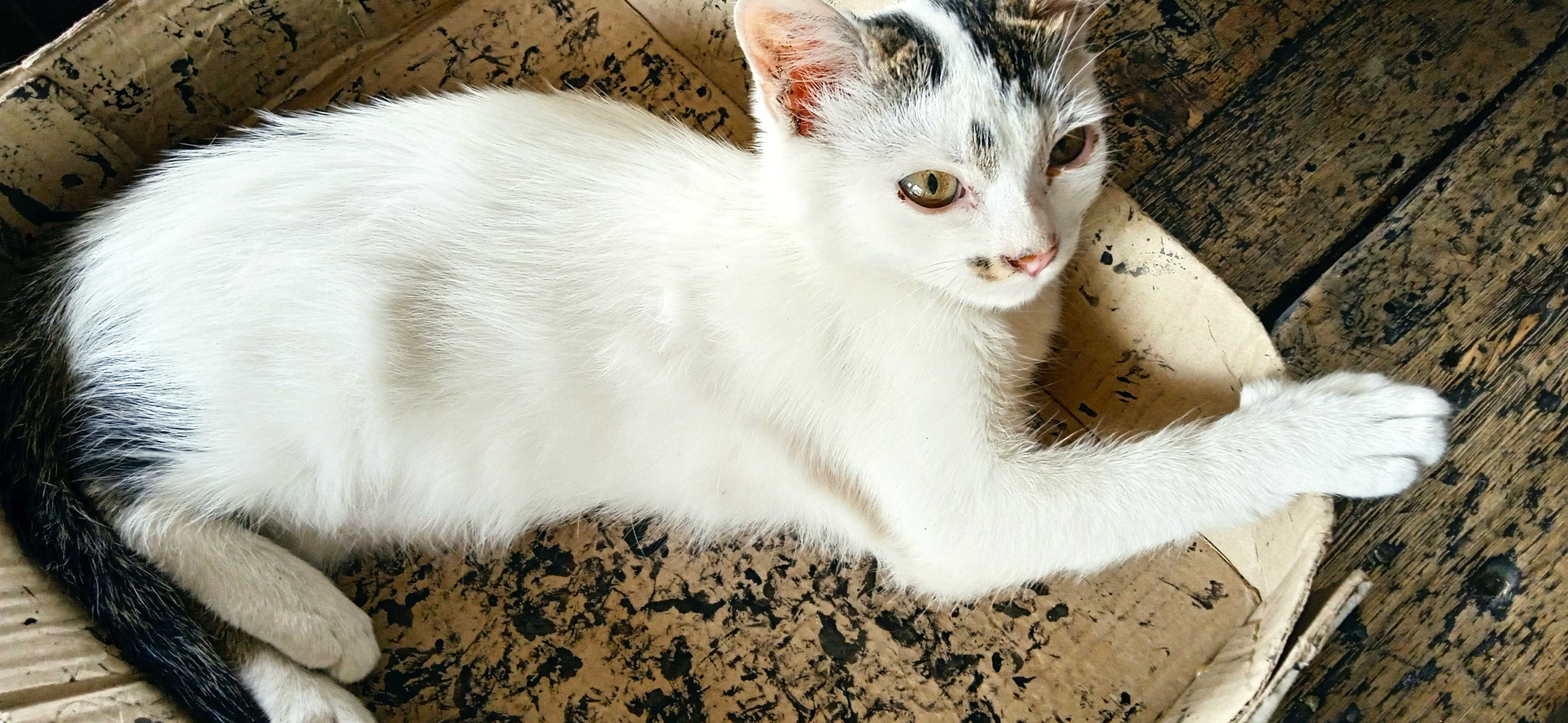 Подарявам  котки на 3 м.