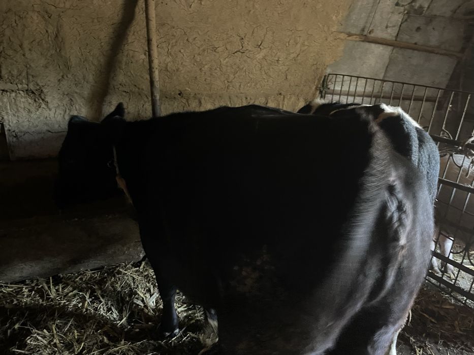 vand junica angus de carne