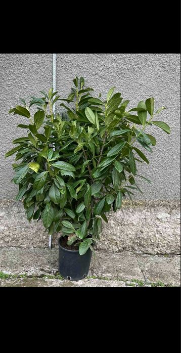 Разнообразие от цветя